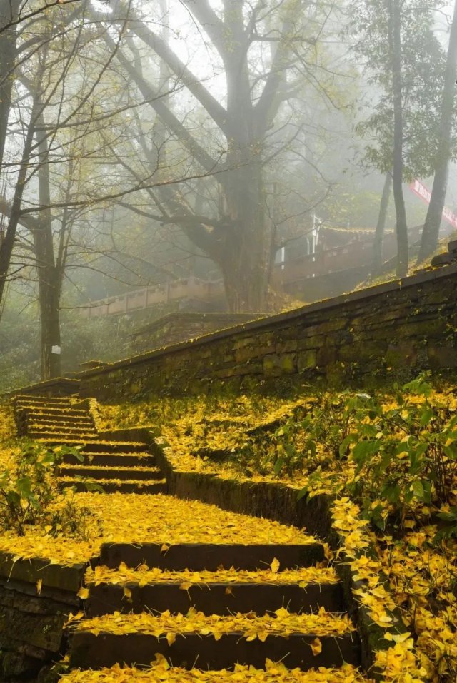 抢四大景区门票礼包！赏彩林、泡温泉、拍雪山