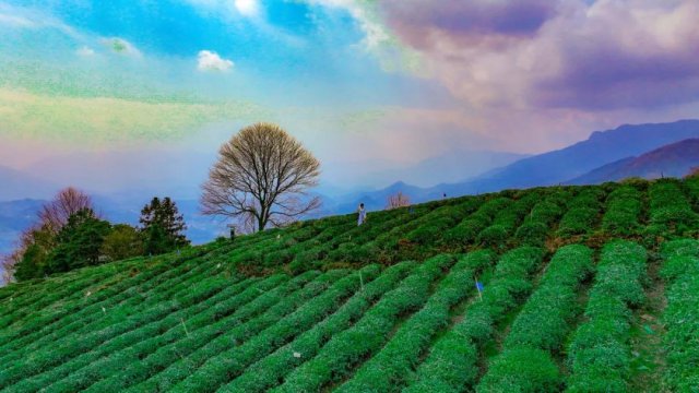 抢四大景区门票礼包！赏彩林、泡温泉、拍雪山