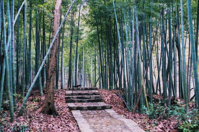 下渚湖国家湿地公园简介，德清下渚湖国家湿地公园