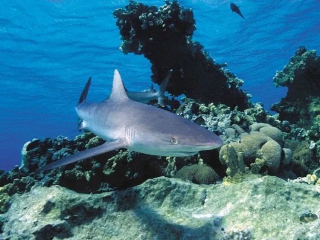 上海海洋水族馆攻略