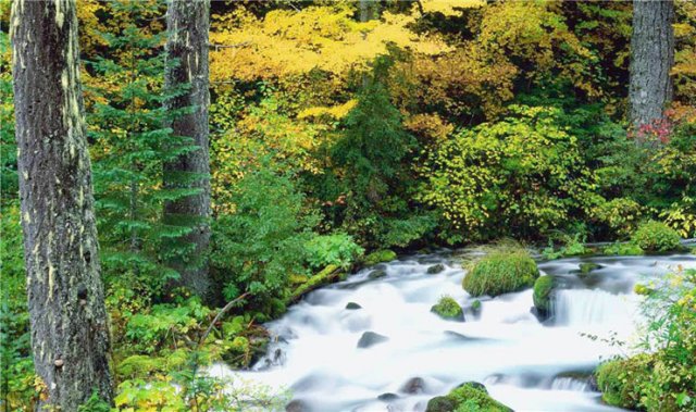 千岛湖森林氧吧开放时间(千岛湖森林氧吧导览图)