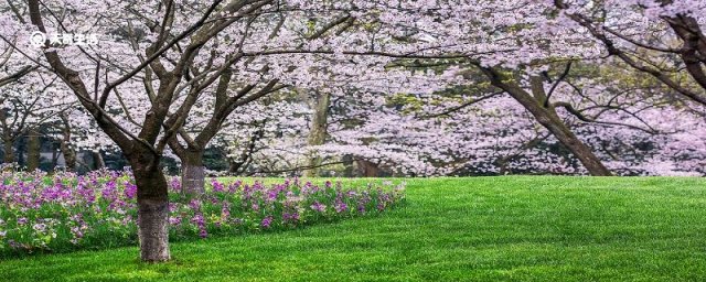 南平哪里有花鸟市场(南平市的市花)