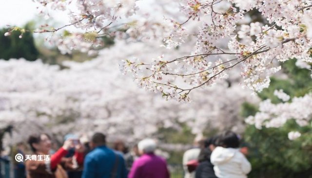 南平哪里有花鸟市场(南平市的市花)