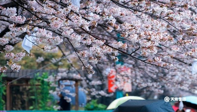 南平哪里有花鸟市场(南平市的市花)