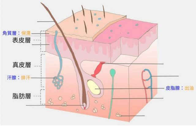 什么是外油内干的皮肤，外油内干是什么样的皮肤