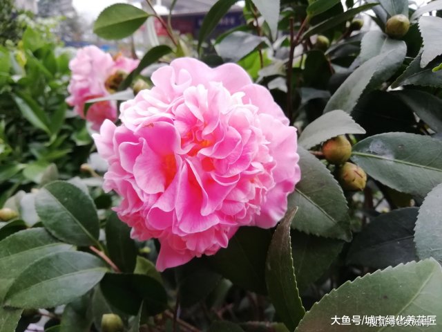 山茶花怎么养「山茶花怎么养护」