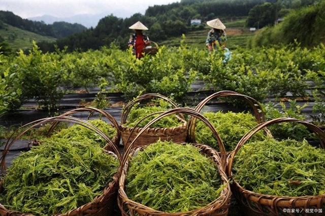 贵州怀仁十大特产排行榜 凤冈富锌富硒茶一定值得您品尝