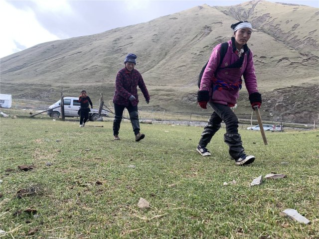 青海特产必买清单 专家玉树杂多的冬虫夏草是最好的吗