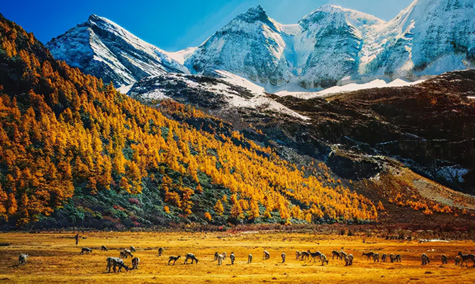 中国11月最值得去的地方十大景点排名