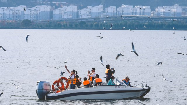 滇池海鸥最佳观赏时间：3月到4月，快来观赏吧