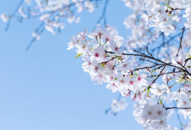 苏州看樱花的地方在哪里呀「苏州看樱花的地方在哪里好」