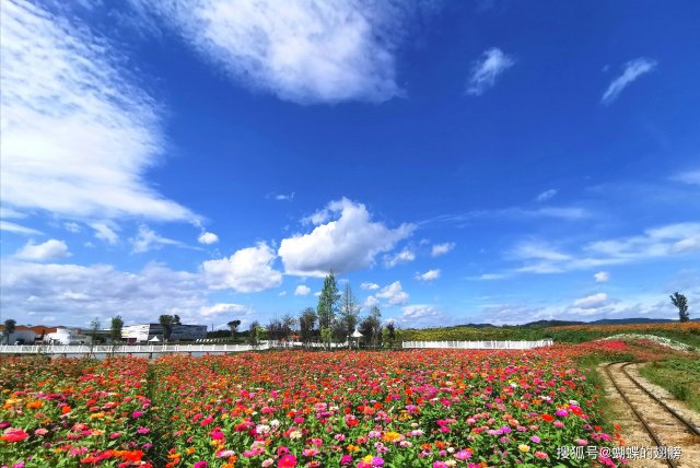 蔚然花海9月份有哪些花