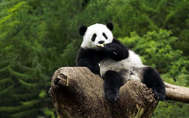 周末或寒假带宝宝去看熊猫毗邻中国竹博园竹海为沿岸步行50