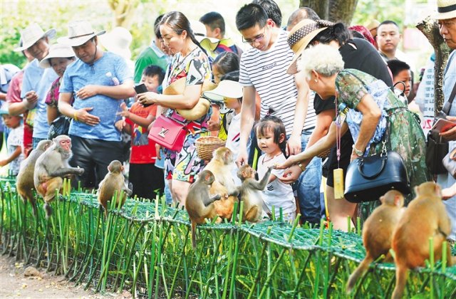 猴岛旅游景点介绍「三亚猴岛旅游景点大全」