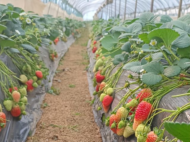 新洲春节游玩攻略：花朝河湾、凤娃古寨和香草伊甸园等你来探索！