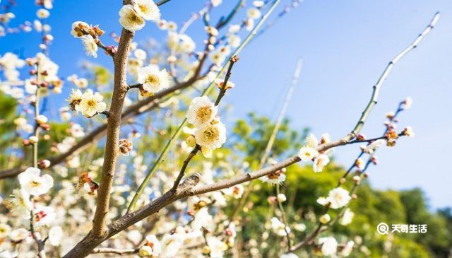 白银市哪里有花市，白银市的市花