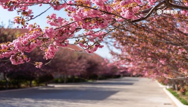 白银市哪里有花市，白银市的市花