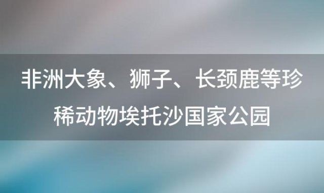 非洲大象、狮子、长颈鹿等珍稀动物埃托沙国家公园