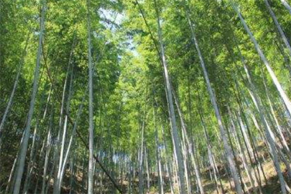 九寨沟十大主要景区中国十大钙化景观之一