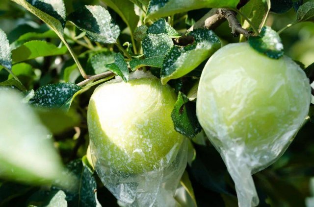 日本青森苹果：228元一颗，全球最奢华的水果，品味无价之尊