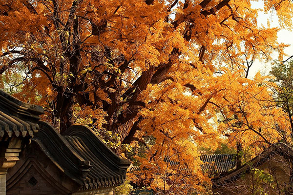 北京夏季十大景点寺庙与自然和谐相处