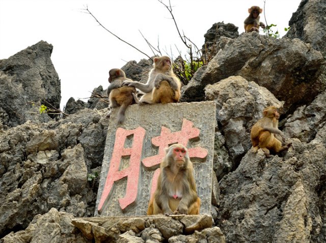 红山森林动物园门票，红山森林动物园免费门票