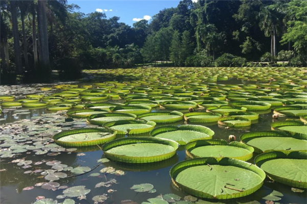 中国三大核心科学植物园