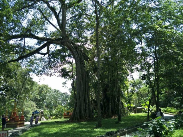 独树成林景区(独树成林景区介绍)