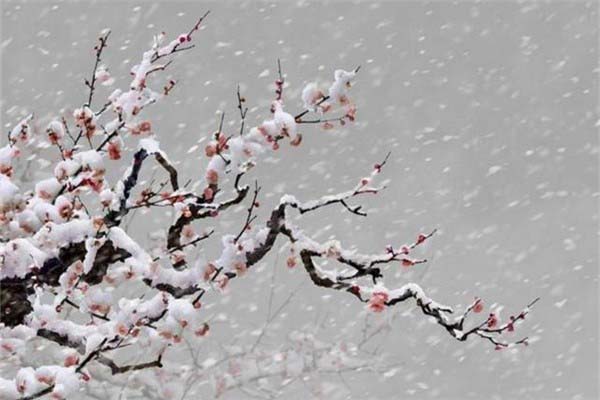 这梅花,是我们中国最有名的花(世上最美的梅花图片)