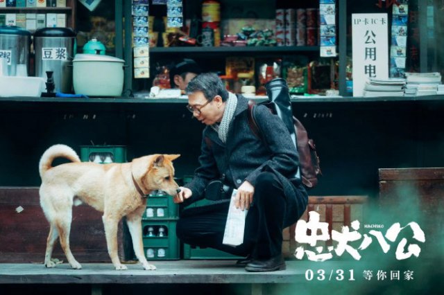 电影《忠犬八公》定档3.31 经典故事注入中国味儿