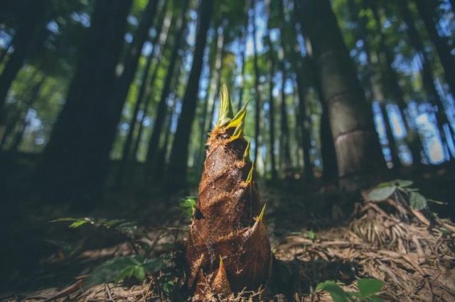 世界上最大的天然竹林景区——蜀南竹海