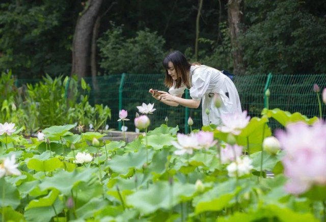 植物园里有什么植物1000种 逛三园植物园里有什么植物