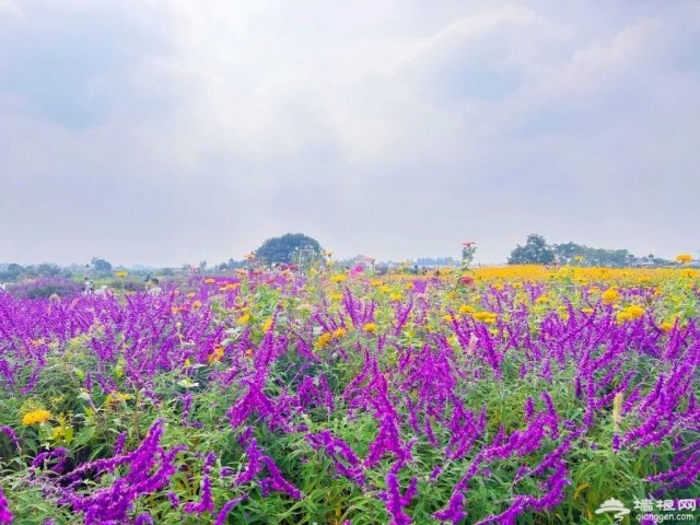 空港花田在什么地方预约门票(空港花田的主要景点有哪些)