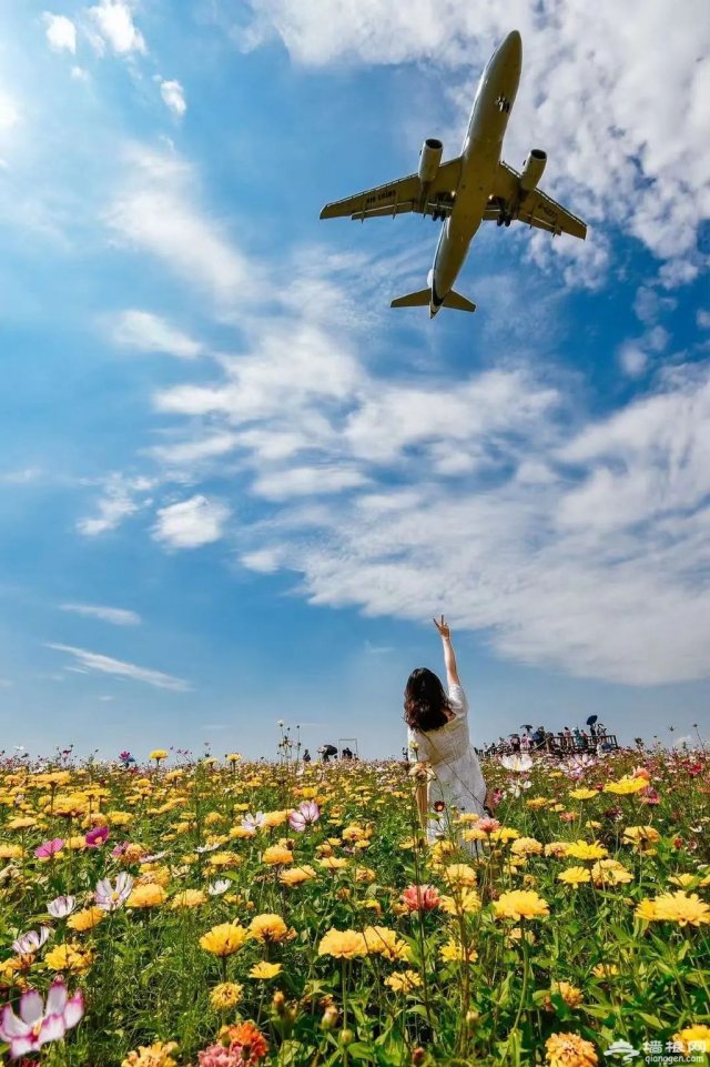 空港花田在什么地方预约门票(空港花田的主要景点有哪些)