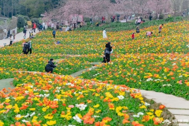 漫花庄园门票价格2023优惠「漫花庄园门票价格多少」