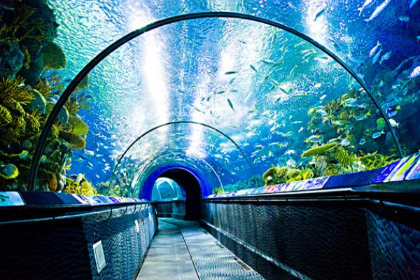 上海海洋水族馆的门票多少钱「上海海洋水族馆现场门票多少」
