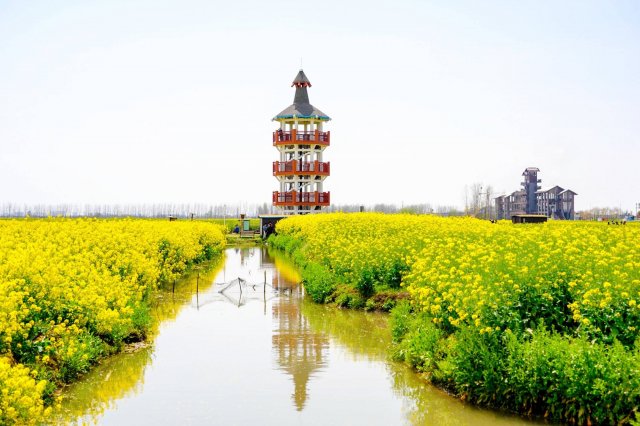 长沙油菜花景点推荐大全(长沙油菜花景点推荐大全最新)