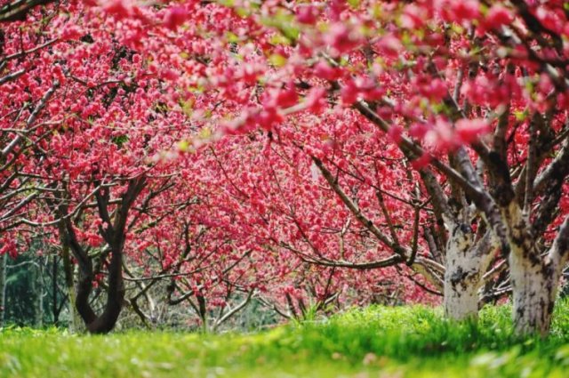 湖南省植物园花期(湖南省植物园花海)