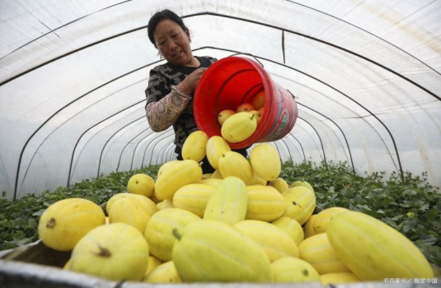 安徽淮南十大特产排行榜 美味芦集绿豆圆 非常值得您品尝