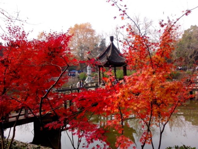 南京栖霞山枫叶几月份看(南京南京栖霞山枫叶最佳观赏时间)