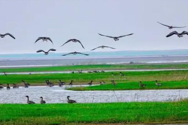 鄱阳湖观鸟最佳时间地点2023「鄱阳湖湿地公园观鸟最佳时间」