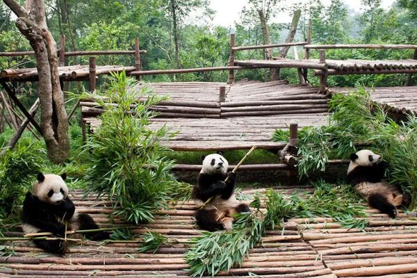 成都 大熊猫基地 攻略(成都大熊猫基地半价票)