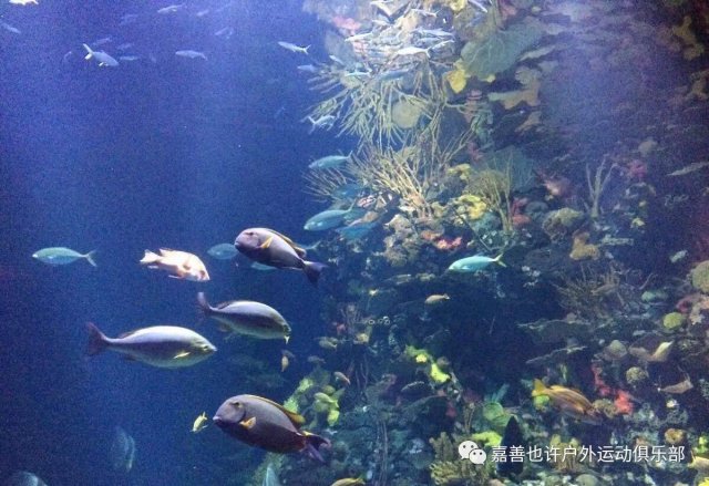 上海海洋馆门票价格多少，上海海洋水族馆攻略
