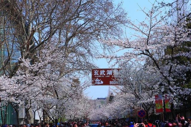 鸡鸣寺樱花盛宴：3月下旬至4月上旬，邀你共赏春日美景