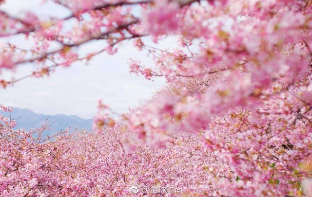 闵行樱花去哪里看(闵行区哪里有免费的樱花看)