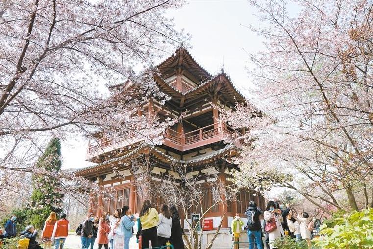 2024年西安青龙寺樱花节(西安青龙寺樱花时间)