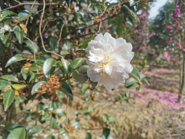 山茶花品种大全 山茶花品种有哪些