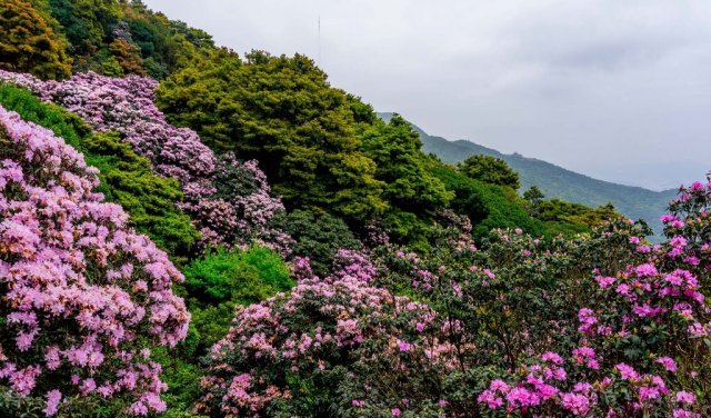 深圳吴彤攀登攻略深圳吴彤攀登攻略「深圳梧桐山登山路线大攻略」