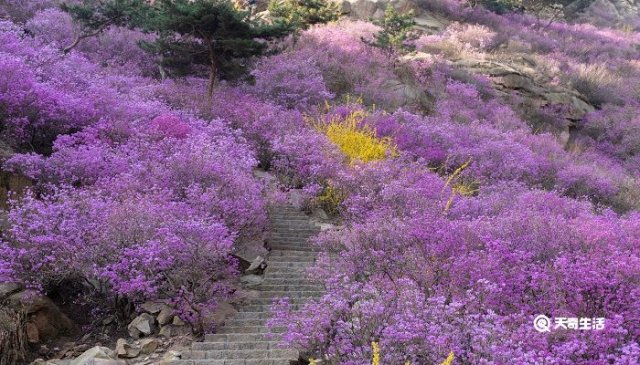 四平哪里有卖花的(四平看花去哪里)