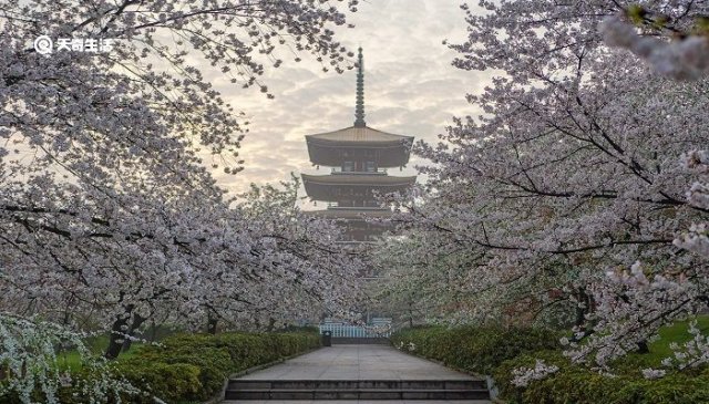 淄博哪里有花海(淄博哪里看花好)